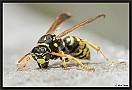 Franse Veldwesp, European paper wasp, Polistes dominula Location: Wierden, the Netherlands papierwesp D2 4991 kopie